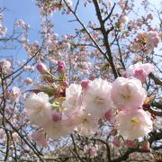 さまざまな種類を桜を楽しめるさくらの里