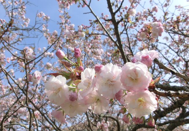 さまざまな種類を桜を楽しめるさくらの里
