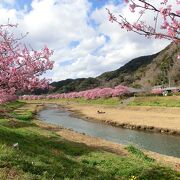 人混みが苦手な人には河津よりみなみの桜