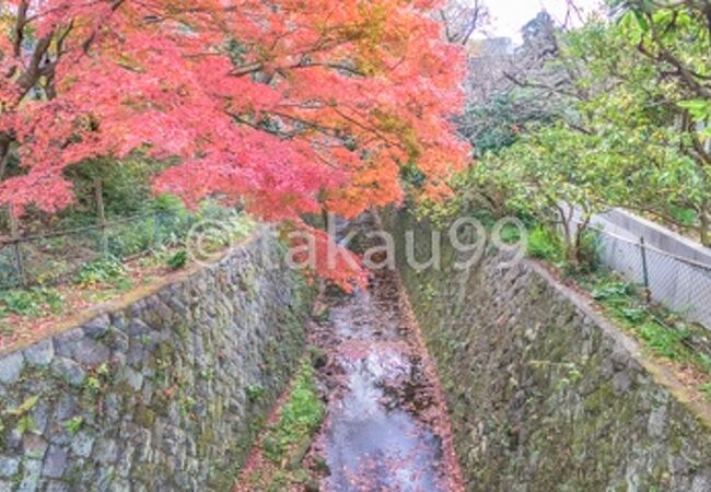 理智光寺橋付近の「二階堂川」の川沿いの紅葉がとてもキレイでした。