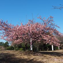 公園中央に咲く河津桜