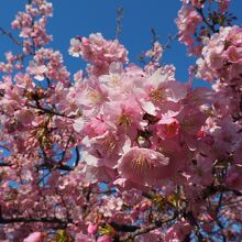 河津桜　見事な咲きっぷり