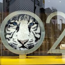 白虎   見つめられて！