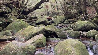 歩きやすいトレッキングコース。