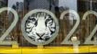 白虎とアイコンタクト！