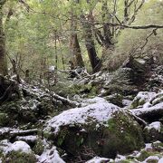 冬だったので、雪がかぶって苔が見えなかった。