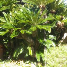 境内にあるソテツ