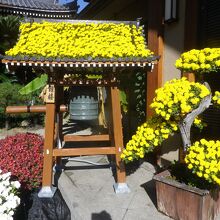 菊の花が展示されていました