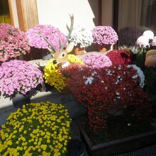 菊の花が展示されていました