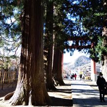 参道の立派な杉の木