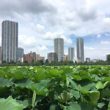 蓮の葉で一杯の池