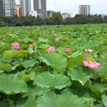 点々と咲くピンク色の花