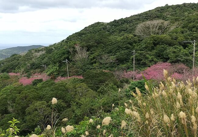 春の便り寒緋桜を愛でる