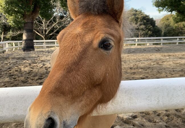 馬の博物館(根岸競馬記念公苑) クチコミ・アクセス・営業時間 馬の博物館(根岸競馬記念公苑) クチコミ・アクセス・営業時間