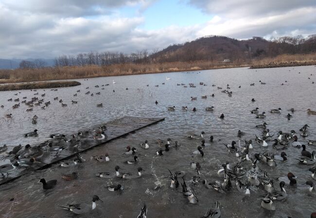 白鳥は少しだけでした。