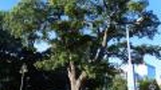 樹齢300年の巨樹