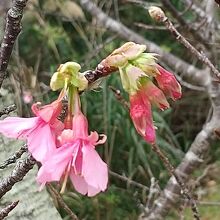 緋寒桜が咲き始め