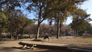 奈良公園といえば鹿ですが、発情期なので気を付けるようにと言う警告表示がありました。