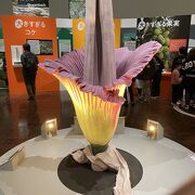 特別展「植物　地球を支える仲間たち」