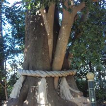 高蔵寺不思議な木