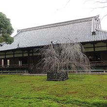 門跡寺院ならではの「宸殿」、左近の桜、右近の橘