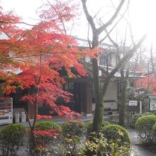 もみじがきれい。