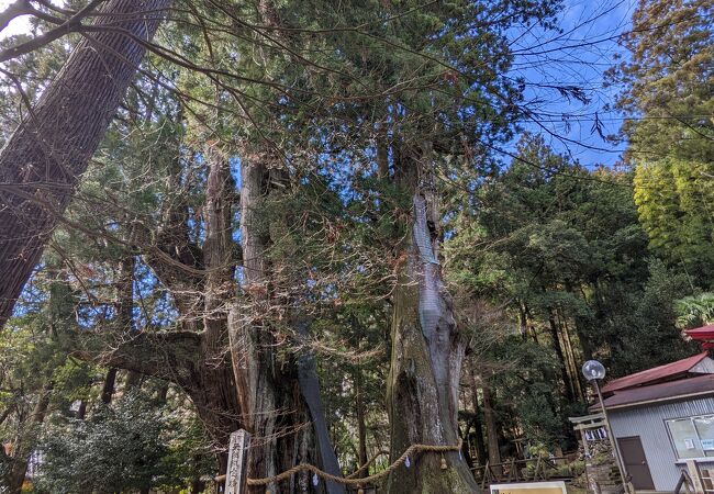日本有数の杉の木