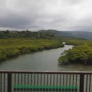 マングローブが見える川
