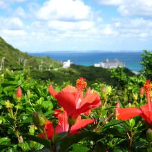 ハイビスカスも満開！