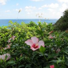 淡いハイビスカスも好い！