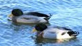 池でマガモやヒヨドリも見つけました