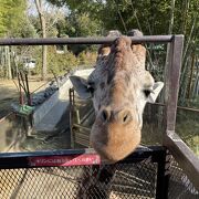 動物と触れ合える！