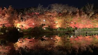 スケールの大きなイルミネーション