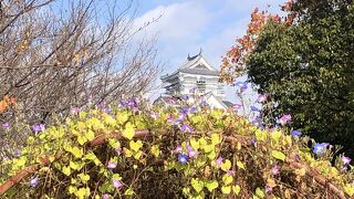 あさがおのトンネルと長浜城