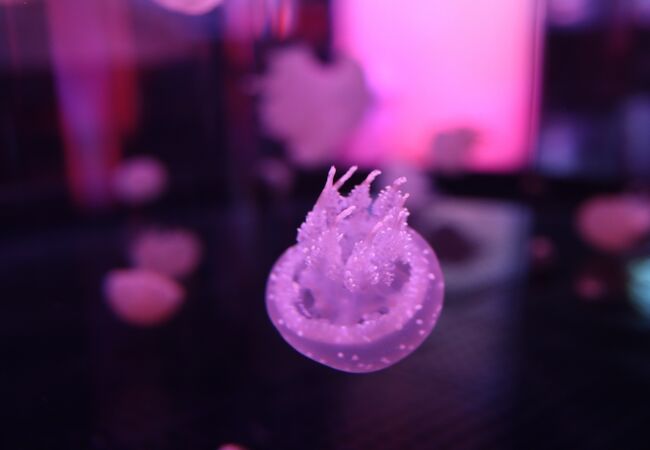 Dmmかりゆし水族館 クチコミ アクセス 営業時間 糸満 ひめゆり フォートラベル