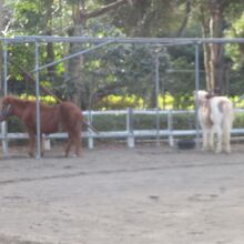 ふれあい動物園内