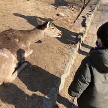 鹿がとってもかわいい！
