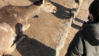 奈良公園で鹿と会う