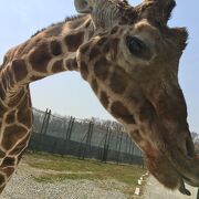 草食動物が多め