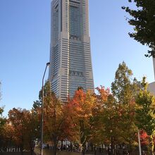 いちょう通りの紅葉