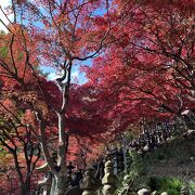 本堂前の石段が、真っ赤な紅葉のトンネル