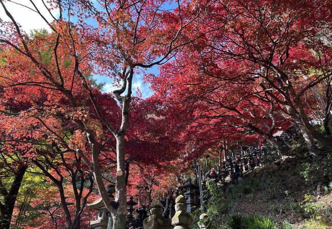 本堂前の石段が、真っ赤な紅葉のトンネル