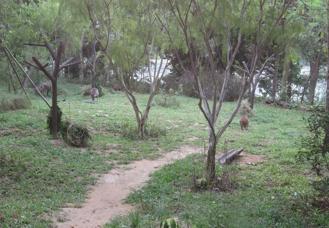 シンガポール動物園 クチコミ アクセス 営業時間 シンガポール フォートラベル