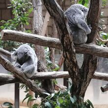 東山動植物園で有名なコアラです。