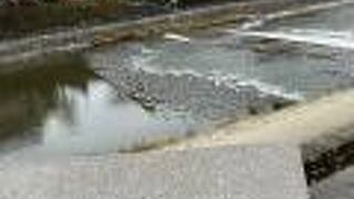 鴨川 等間隔 の 法則