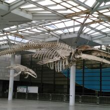 クジラの骨格模型