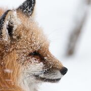 間近でキツネを見ることが出来ます。