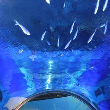 海遊館水槽