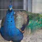 動物もいる無料公園