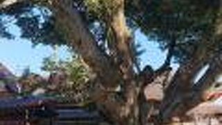 立派なタブの木でした